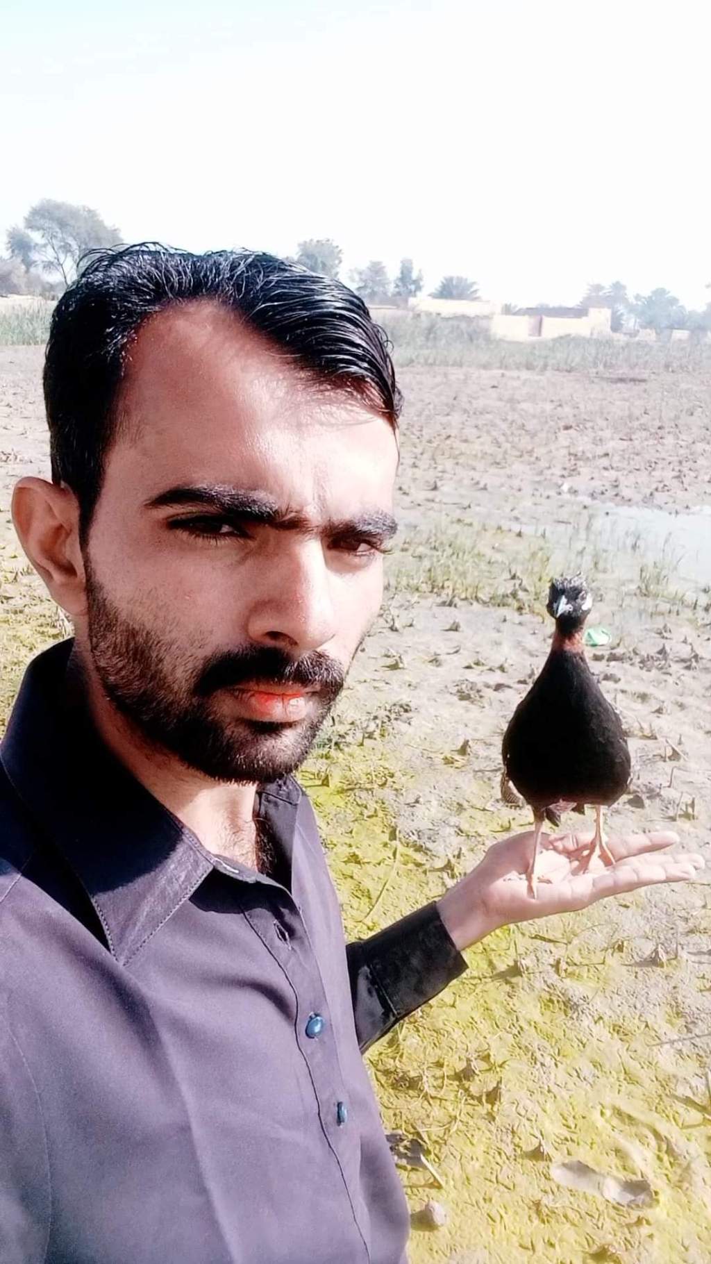Black Partridge vs Grey Partridge in Pakistan
