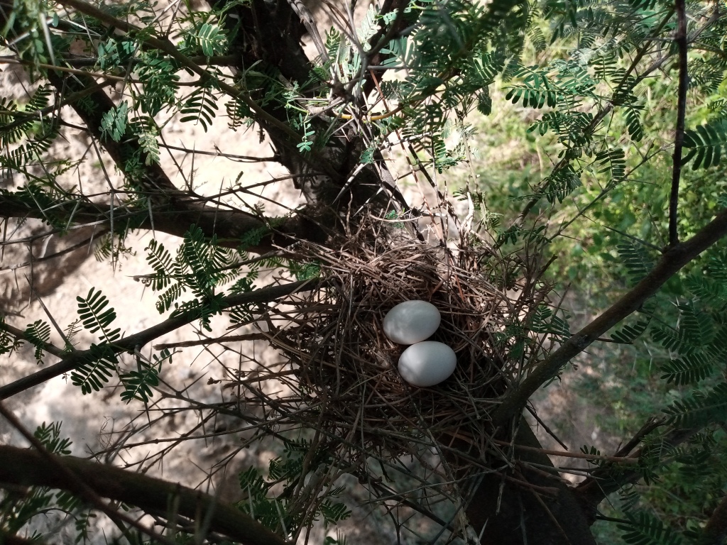 Dove bird egg in the nest