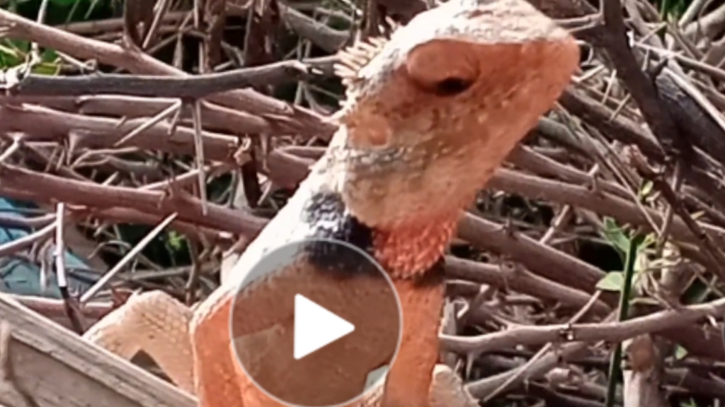 Chameleon (animal)  download free footages